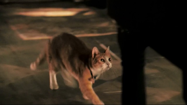 Déjà Vu - orange and white cat Ginger approaching on floor