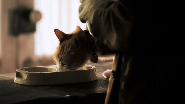 Déjà Vu - orange and white cat Ginger on table eating dry food