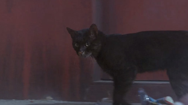Deliria - black tabby cat Lucifer walking across stage
