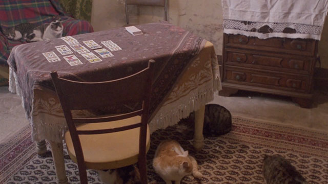 Demonia - numerous cats in room