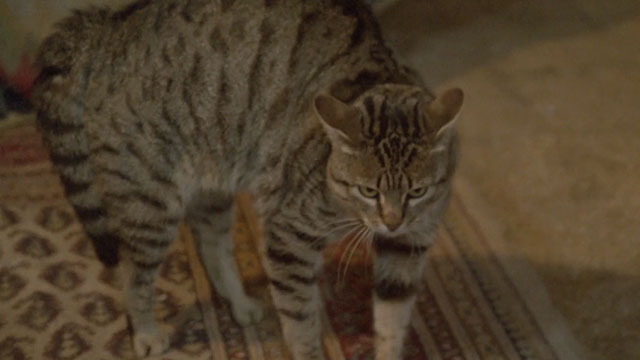 Demonia - brown tabby cat arching back