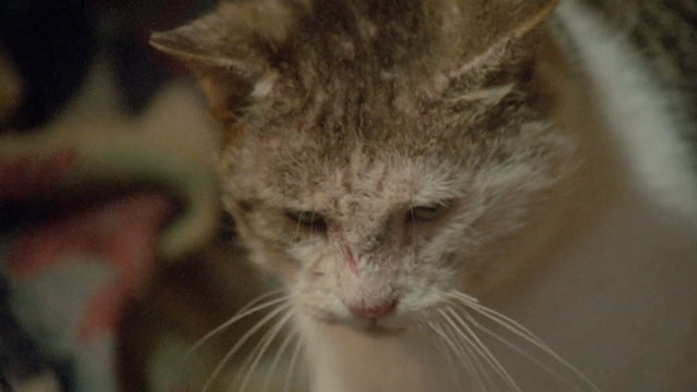 Demonia - angry tabby and white cat