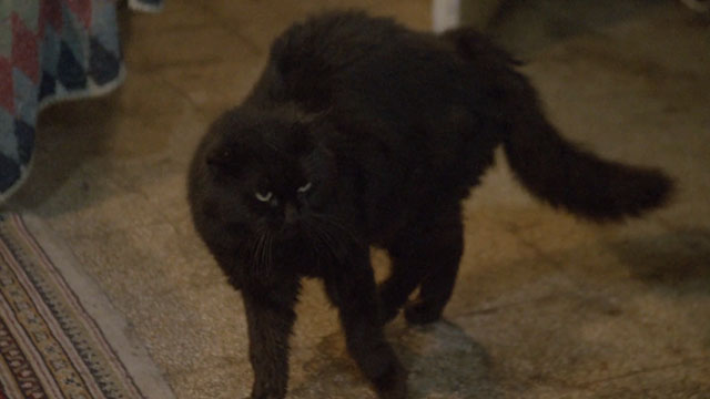 Demonia - longhair black cat arching back