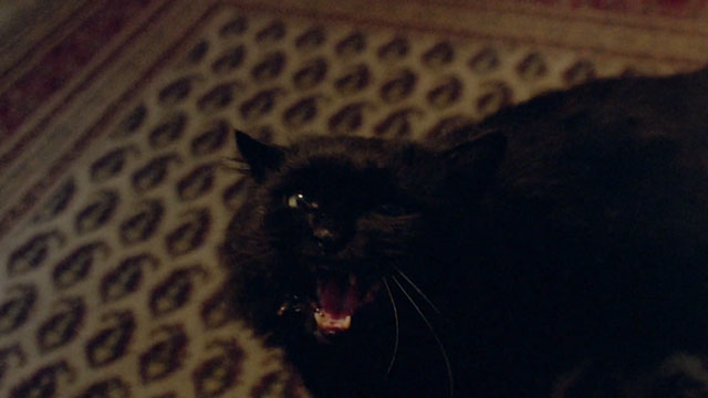 Demonia - longhair black cat hissing