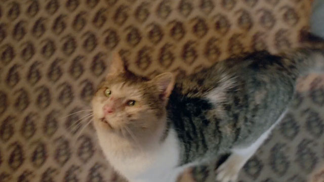 Demonia - tabby and white cat