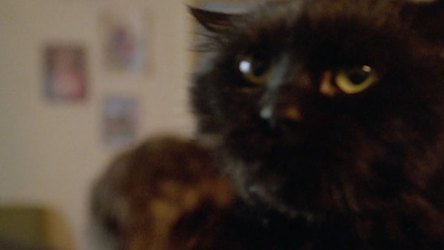 Demonia - longhair black cat close up