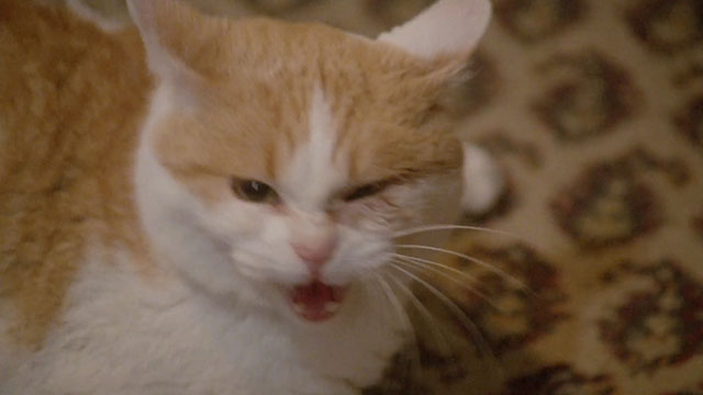 Demonia - ginger and white tabby hissing