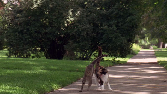 Dennis the Menace - cats running into each other on sidewalk