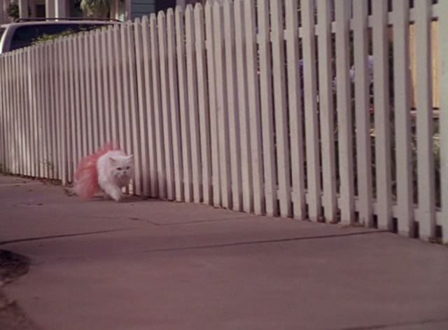 Dennis the Menace Strikes Again - long haired white cat Mr. Coodles in pink tutu running alongside fence