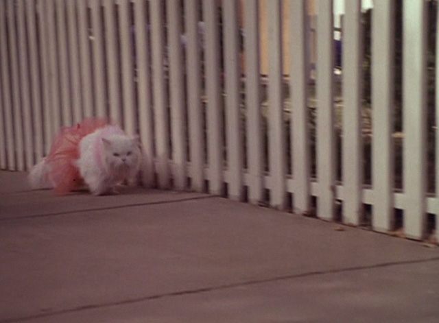 Dennis the Menace Strikes Again - long haired white cat Mr. Coodles in pink tutu running alongside fence