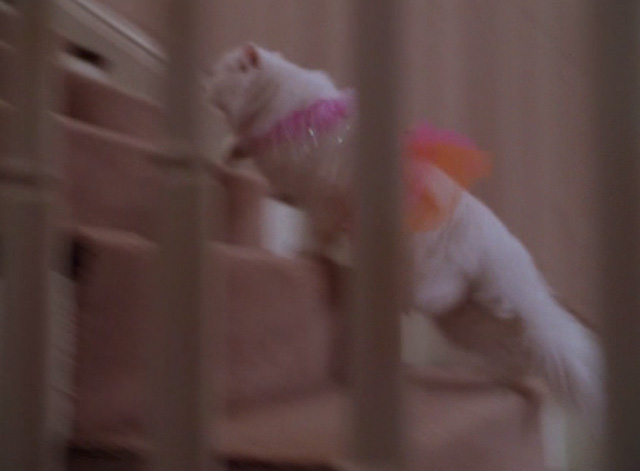 Dennis the Menace Strikes Again - long haired white cat Mr. Coodles in pink tutu running up stairs