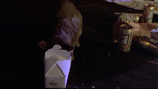 Desperately Seeking Susan - gray tabby cat with head in Chinese take out cartoon