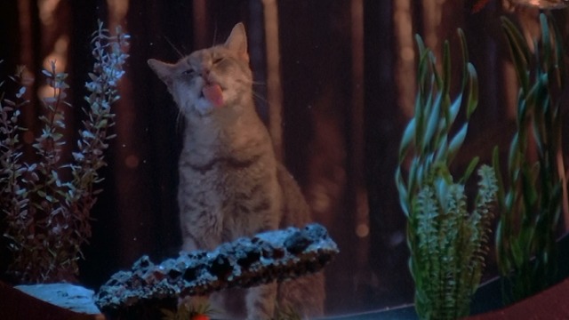 Desperately Seeking Susan - gray tabby cat licking aquarium glass