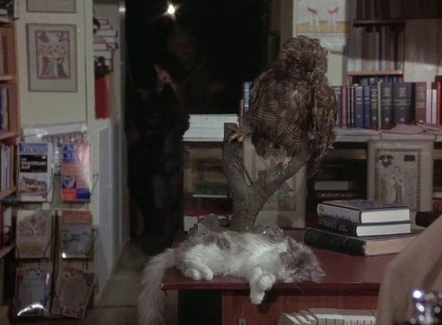 Devil Dog the Hound from Hell - longhair gray and white cat sleeping on desk in shop