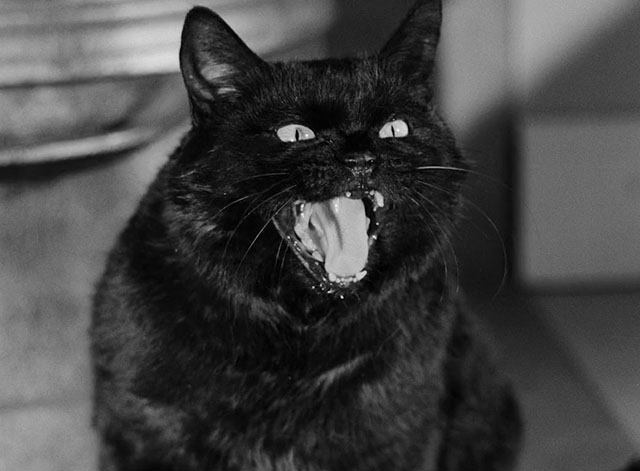 The Devil's Eye - Djävulens öga - black cat meowing close up