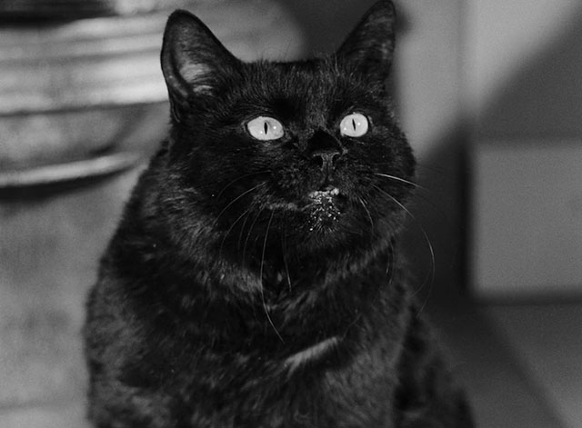 The Devil's Eye - Djävulens öga - black cat close up