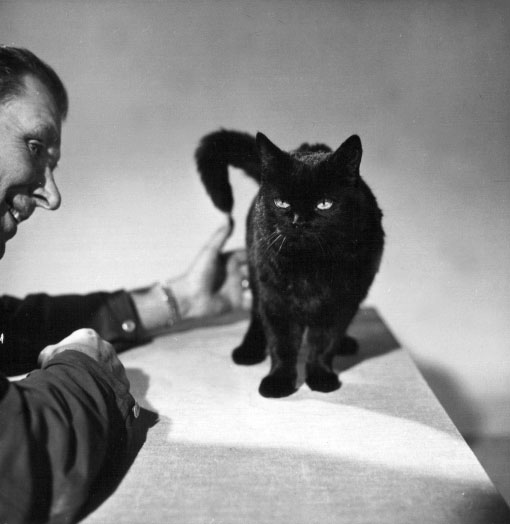 The Devil's Eye - Djävulens öga - black cat actor publicity still