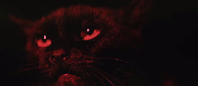 The Diamond Arm - black cat close up in red light