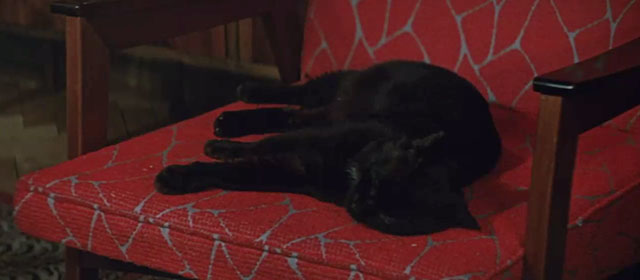 The Diamond Arm - black cat sleeping on chair