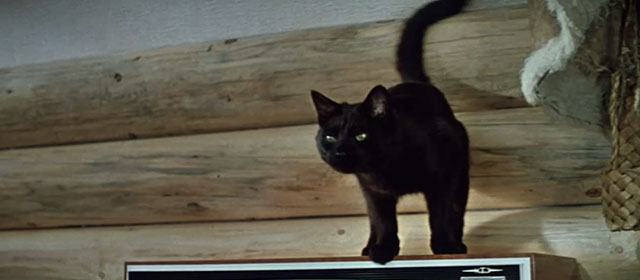 The Diamond Arm - black cat standing on television set
