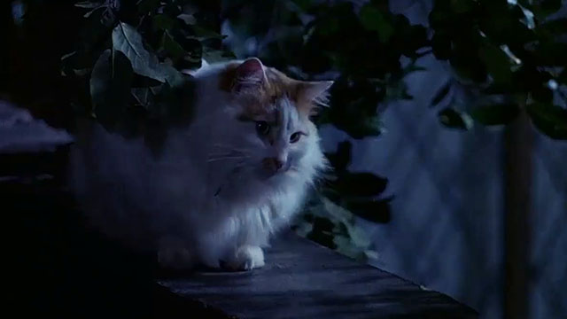 Diamonds for Breakfast - longhair ginger and white cat sitting on wall