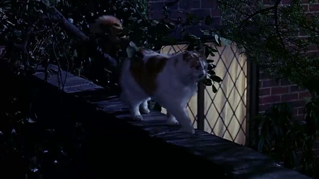 Diamonds for Breakfast - longhair ginger and white cat walking along wall