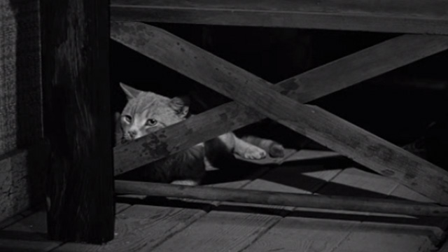 The Diary of Anne Frank - tabby cat Mouschi Orangey lying behind boards