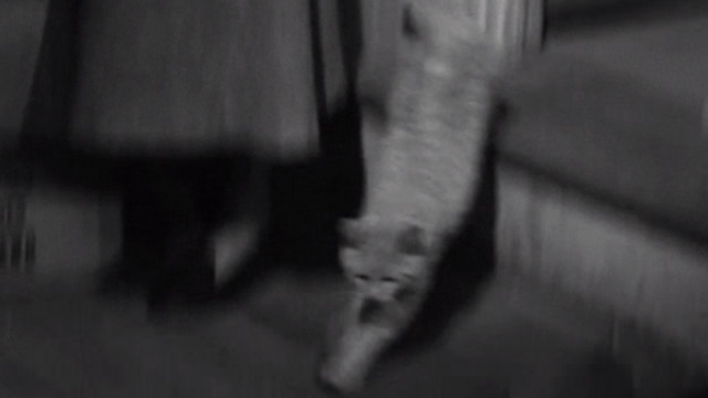 The Diary of Anne Frank - orange tabby cat Mouschi Orangey running