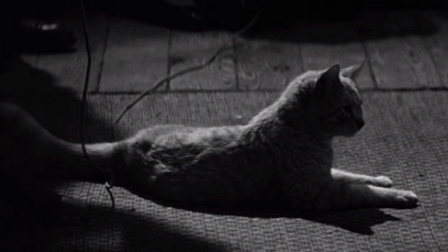 The Diary of Anne Frank - orange tabby cat Mouschi Orangey lying on floor
