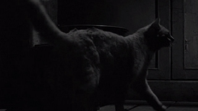 The Diary of Anne Frank - orange tabby cat Mouschi Orangey walking around