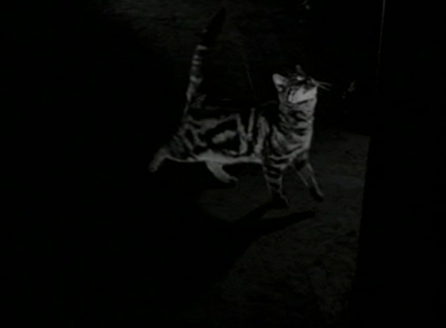 Dick Tracy's Dilemma - English Shorthair cat