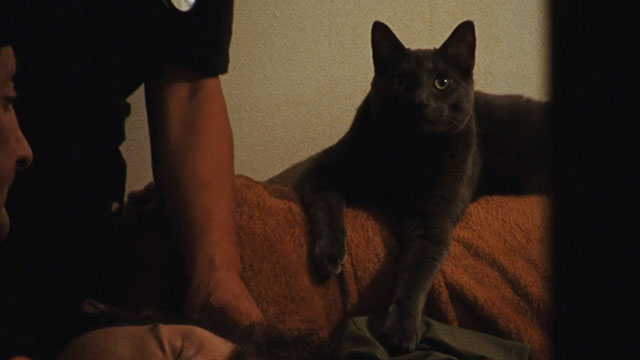 A Different Man - blue cat on back of couch