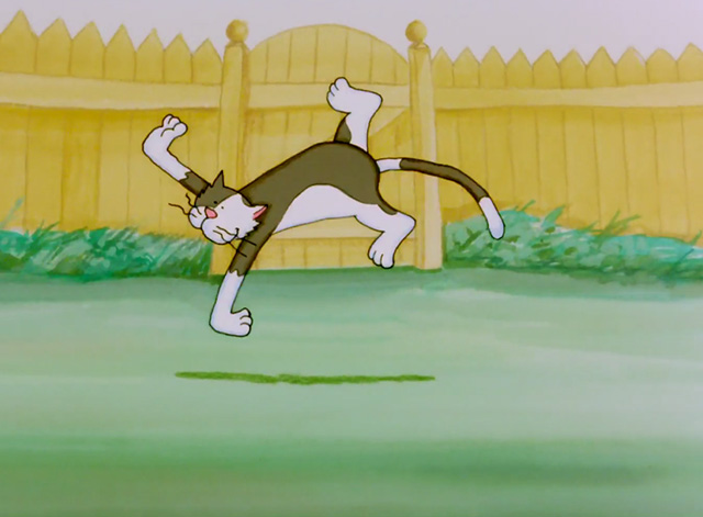 The Dingles - tuxedo cat Dale cartwheeling