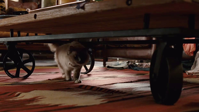Dinner for Schmucks - Himalayan cat under table