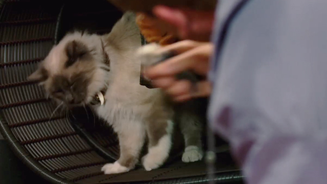 Dinner for Schmucks - Himalayan cat giving mouse to Barry Steve Carell
