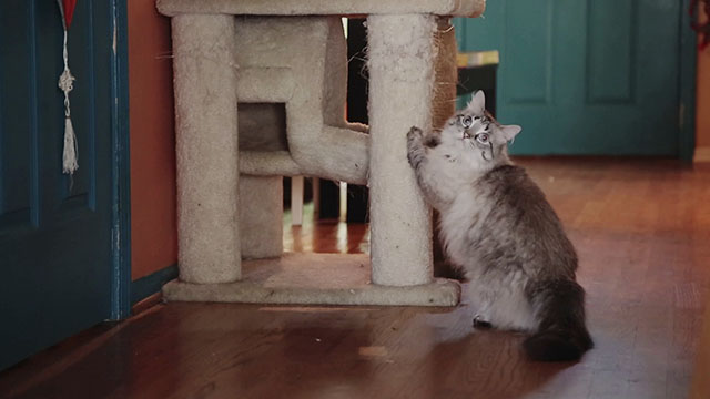 Discontinuity - longhair silver tabby cat using cat tree scratching post