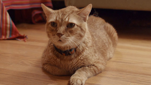 Discontinuity - ginger tabby cat