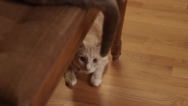 Discontinuity - cream tabby cat