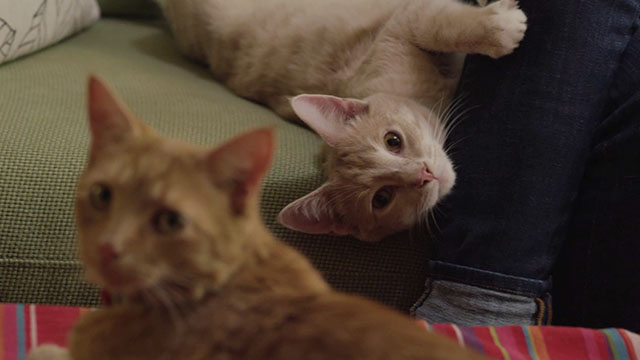 Discontinuity - ginger tabby cat and cream tabby