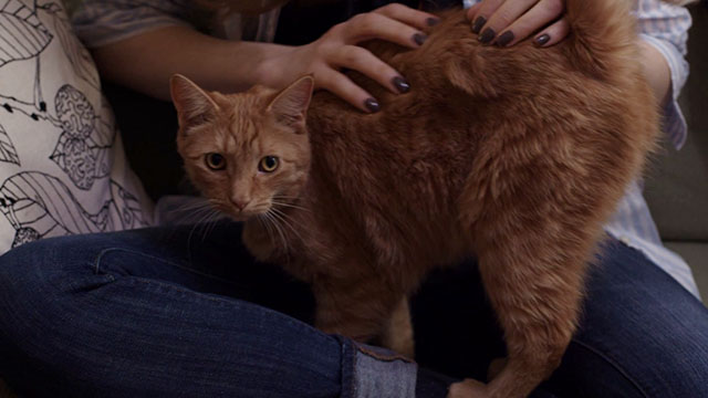 Discontinuity - ginger tabby cat