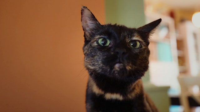 Discontinuity - tortoiseshell cat