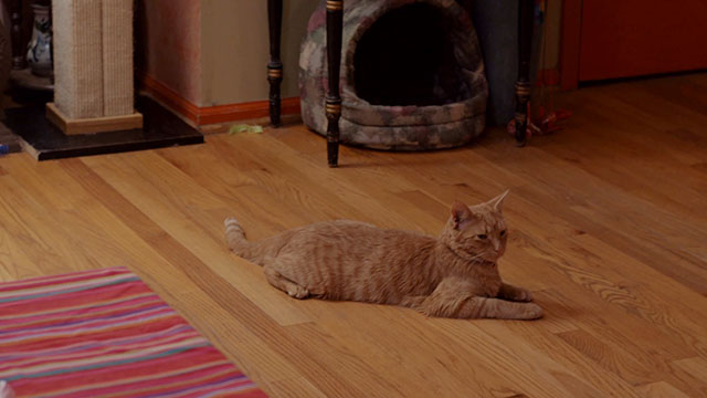 Discontinuity -  ginger tabby cat Patty