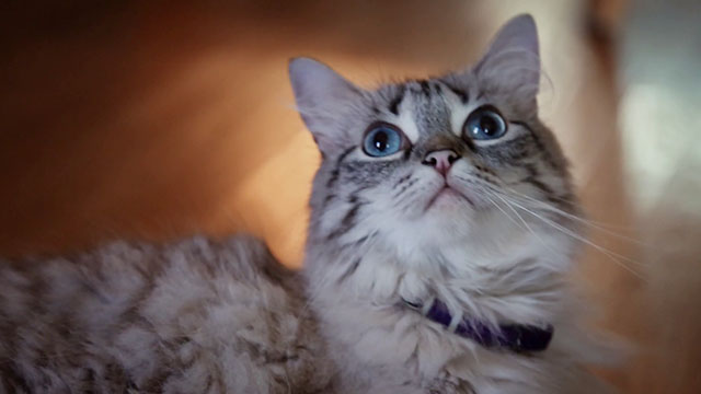 Discontinuity -  silver longhair tabby cat close