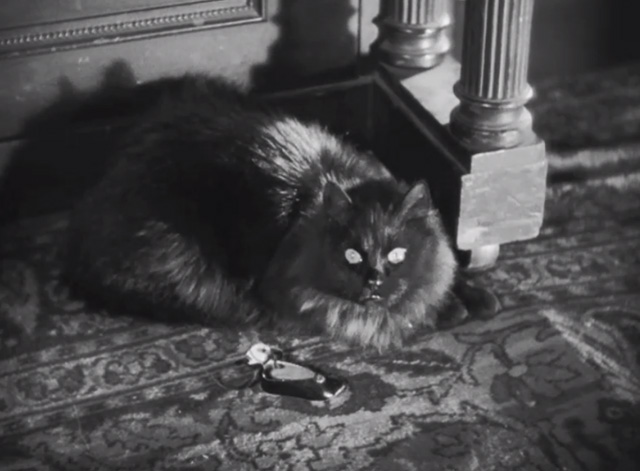 Dishonored - long-haired black cat Blackie on floor beside fallen toy