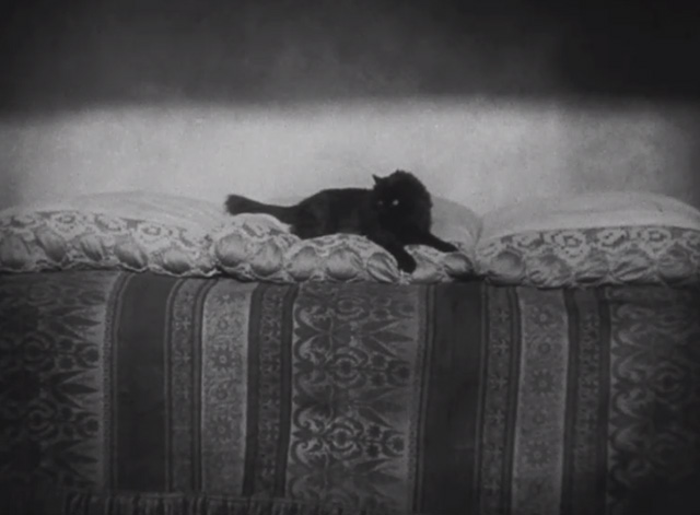 Dishonored - long-haired black cat Blackie on bunk