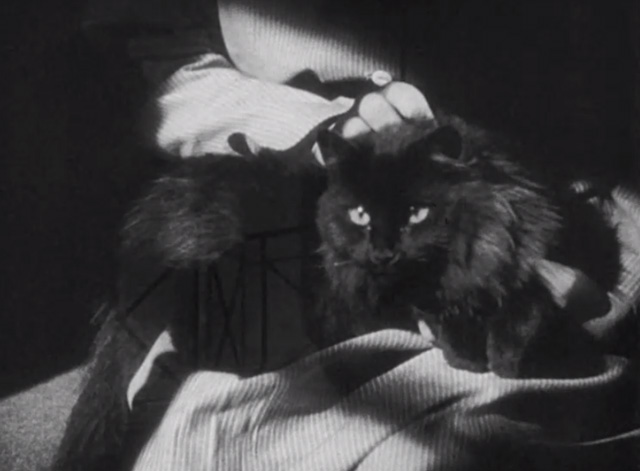 Dishonored - long-haired black cat Blackie on lap looking at camera