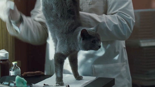 Doctor Dolittle - gray cat being held awkwardly by Dr. Fish