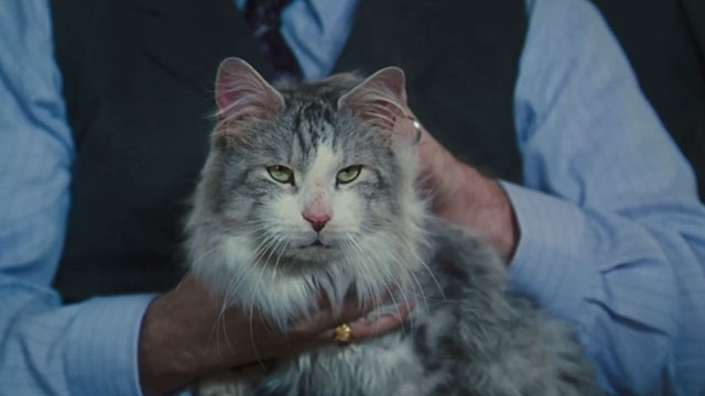 Doctor Dolittle - longhaired gray and white cat Bettleheim