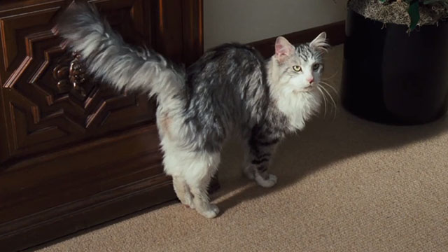 Doctor Dolittle - longhaired gray and white tabby cat Bettleheim