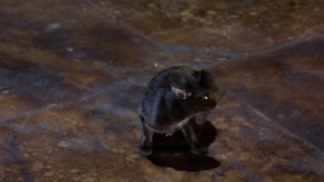 Doctor Faustus - black cat Mephistophilis scratching on floor